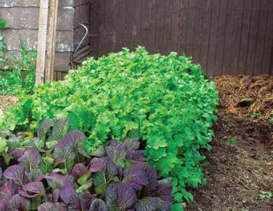 Easy, Fast-Growing Greens to Grow Image